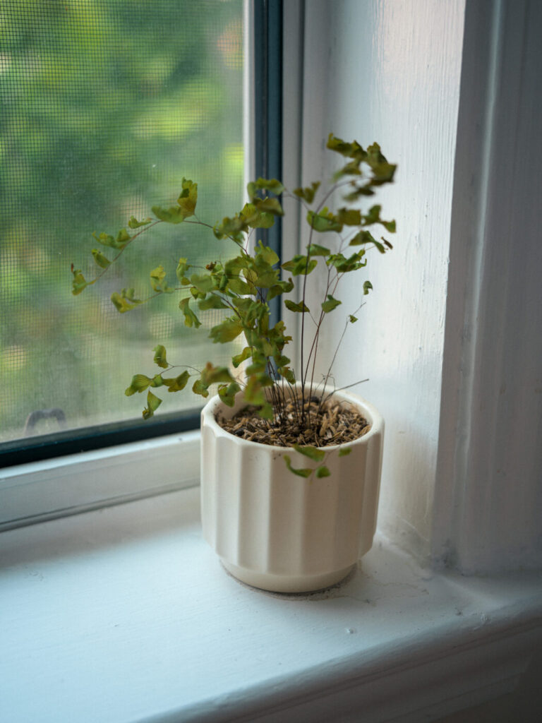 死にかけの植物