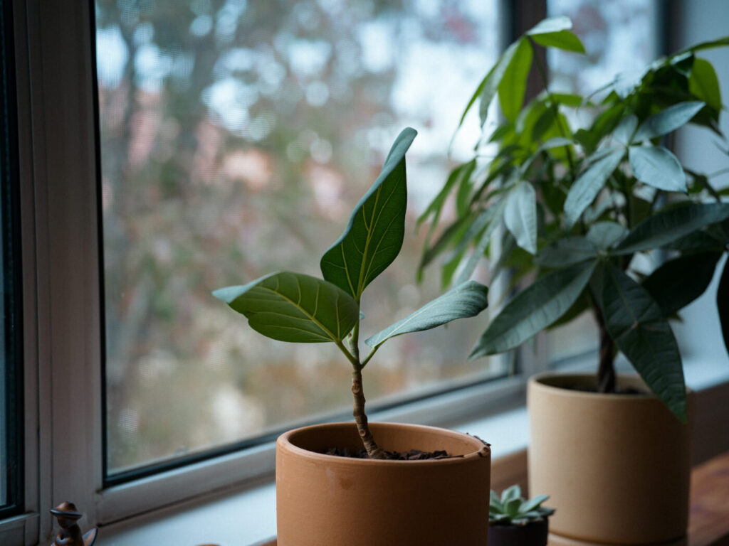 夏からは成長を見せない植物